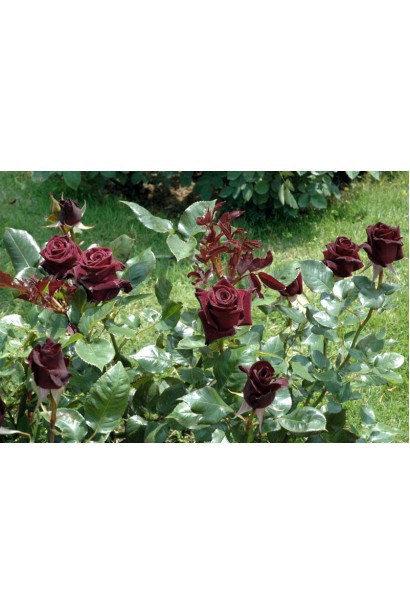 Троянда чайно-гібридна Блек Баккара (темно-червона)