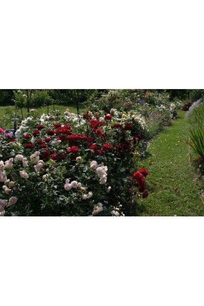 Кущ  троянди чайно-гібридна Блек Баккара