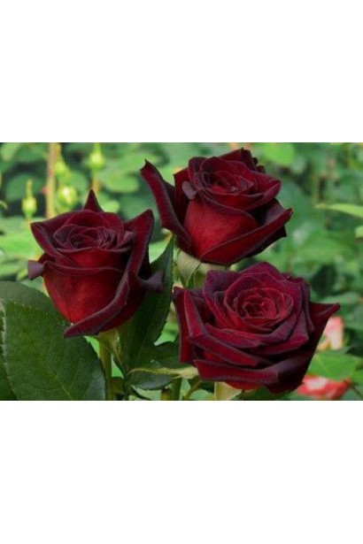 Кулясті темно-червоні квіти троянди Блек Баккара