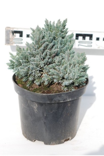 Ялівець лускатий Блю Стар конт.3л