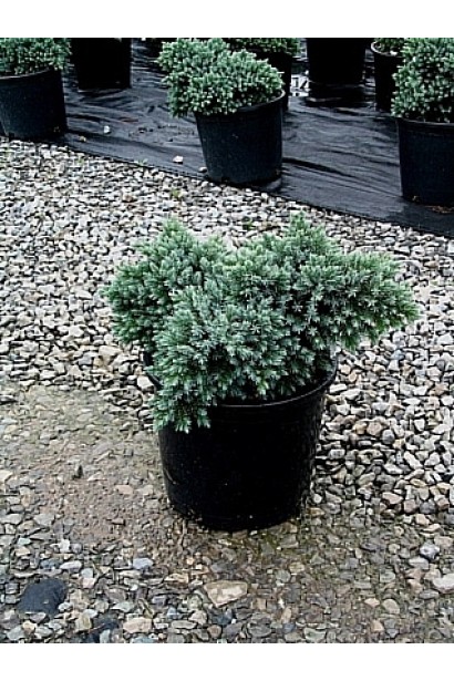 Ялівець лускатий Блю Стар