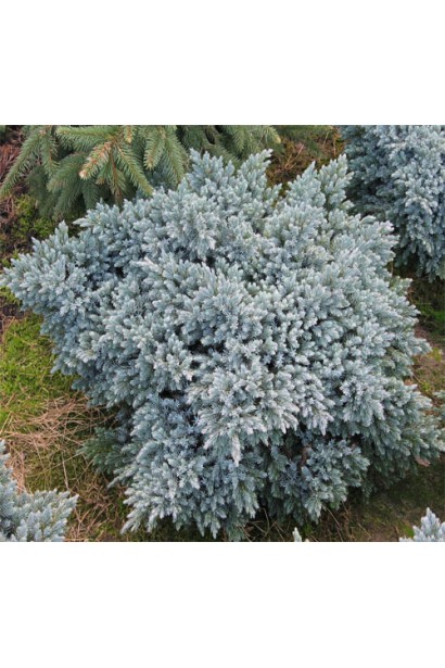 Ялівець лускатий Блю Стар