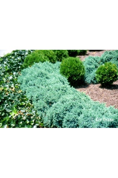 Ялівець лускатий Блю Стар в ландшафті