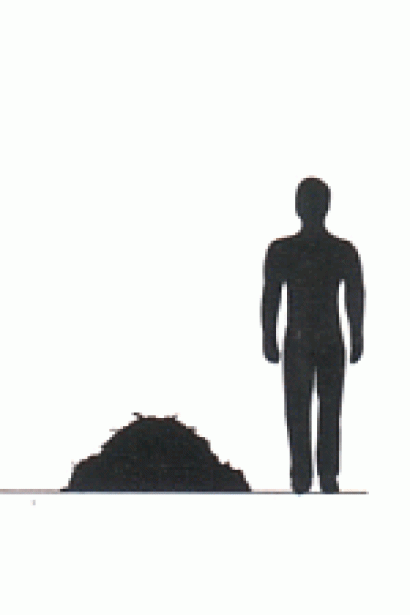 Ялівець лускатий Блю Стар