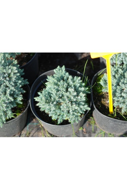 Ялівець лускатий Блю Стар