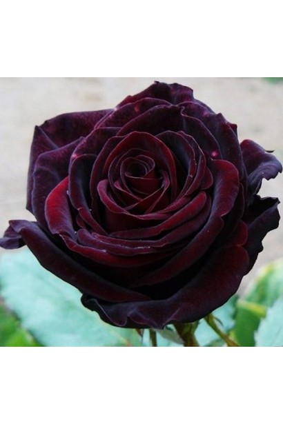 Роза чайно-гибридная Блэк Меджик