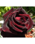 Троянда чайно-гібридна Блек Меджик темно-малинова | Роза чайно-гибридная Блэк Меджик темно-малиновая | Hybrid tea rose Black Magic dark crimson
