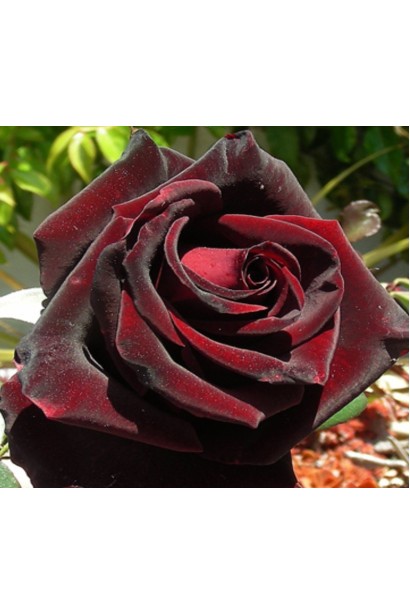 Роза Блэк Меджик – насыщенный темно-малиновый оттенок