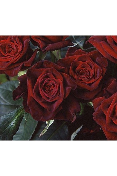 Роза чайно-гибридная Блэк Меджик темно-малиновая