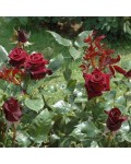 Троянда чайно-гібридна Блек Меджик темно-малинова | Роза чайно-гибридная Блэк Меджик темно-малиновая | Hybrid tea rose Black Magic dark crimson