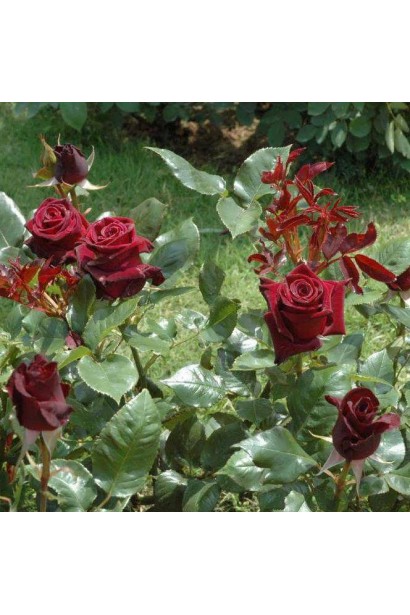 Куст розы Блэк Меджик на клумбе