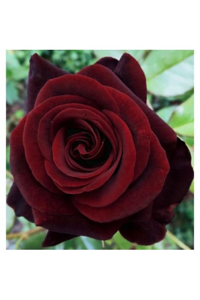 Hybrid tea rose Black Magic dark crimson