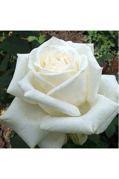 Троянда Боїнг – чистий білий відтінок