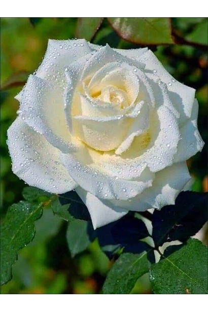 Троянда чайно-гібридна Боїнг