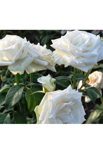 Пишні квіти троянди Боїнг