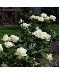 Троянда чайно-гібридна Боїнг біла | Роза чайно-гибридная Боинг белая | Hybrid tea rose Boeing white