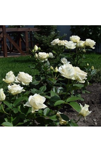 Дорослий кущ троянди сорту Боїнг