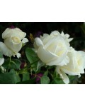 Троянда чайно-гібридна Боїнг біла | Роза чайно-гибридная Боинг белая | Hybrid tea rose Boeing white