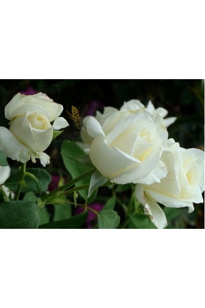 Hybrid tea rose Boeing white