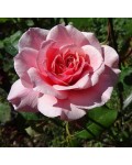 Троянда чайно-гібридна Дует кремово-рожева | Роза чайно-гибридная Дуэт кремово-розовая | Hybrid tea rose Duet cream-pink
