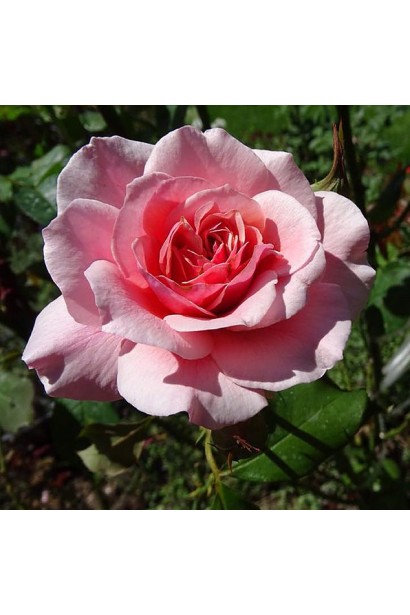 Троянда Дует – кремово-рожева елегантність