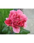 Роза чайно-гибридная Дуэт кремово-розовая | Троянда чайно-гібридна Дует кремово-рожева | Hybrid tea rose Duet cream-pink