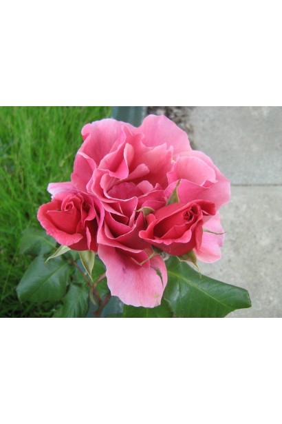 Квітка троянди Дует – витончене цвітіння