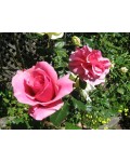 Роза чайно-гибридная Дуэт кремово-розовая | Троянда чайно-гібридна Дует кремово-рожева | Hybrid tea rose Duet cream-pink