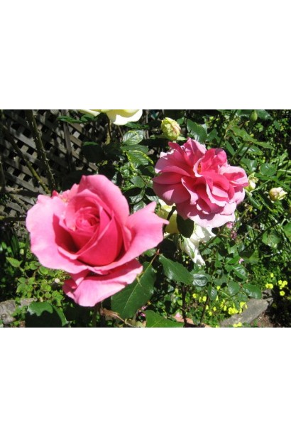 Троянда Дует – ніжні переливи відтінків