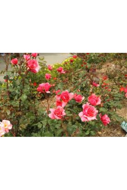 Троянда чайно-гібридна Дует кремово-рожева