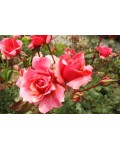 Троянда чайно-гібридна Дует кремово-рожева | Роза чайно-гибридная Дуэт кремово-розовая | Hybrid tea rose Duet cream-pink