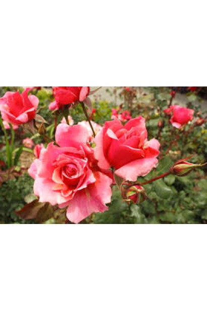 Троянда чайно-гібридна Дует