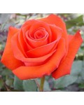 Троянда чайно-гібридна Корвет помаранчева | Роза чайно-гибридная Корвет оранжевая | Hybrid tea rose Corvette orange