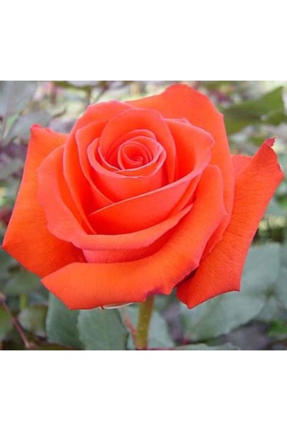 Троянда чайно-гібридна Корвет помаранчева