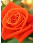 Роза чайно-гибридная Корвет оранжевая | Троянда чайно-гібридна Корвет помаранчева | Hybrid tea rose Corvette orange