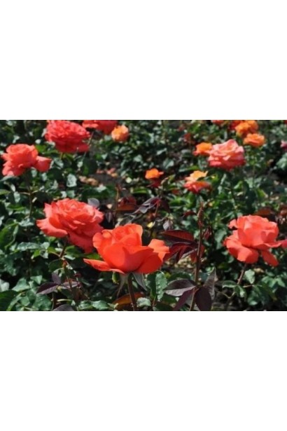 Квітучий кущ троянди Корвет