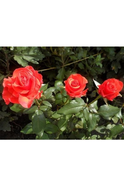 Троянда Корвет – яскраво-помаранчева краса