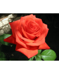 Троянда чайно-гібридна Корвет помаранчева | Роза чайно-гибридная Корвет оранжевая | Hybrid tea rose Corvette orange