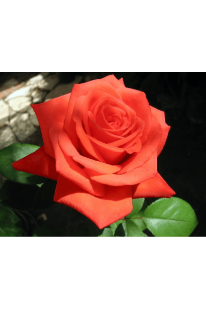 Ніжна помаранчева квітка троянди Корвет