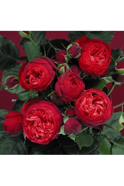 Троянда Ред Піано – насичено-червона