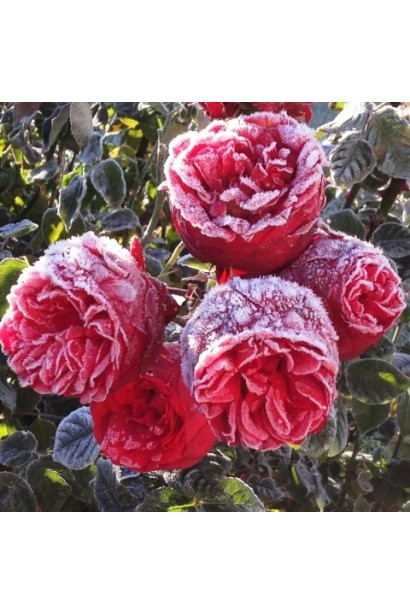 Троянда Ред Піано – яскраво-червоні квіти