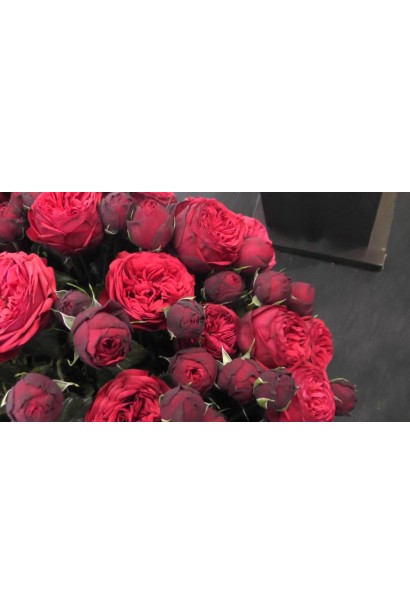 Троянда спрей Red Piano – витонченість у червоному