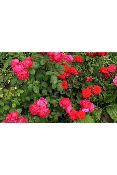 Квітучий кущ троянди Ред Піано