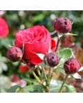 Троянда чайно-гібридна спрей Ред Піано червона | Роза чайно-гибридная спрей Ред Пиано красная | Hybrid tea rose spray Red Piano red