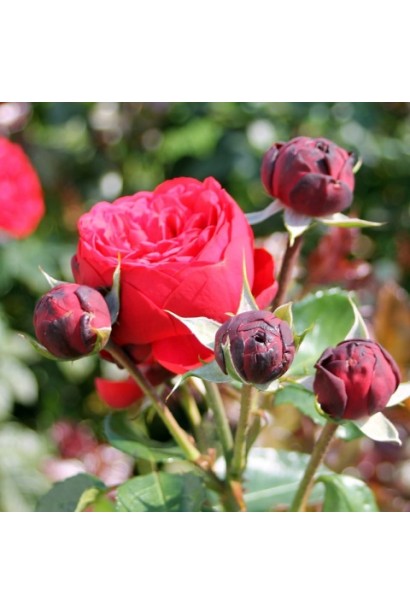 Троянда чайно-гібридна спрей Ред Піано червона