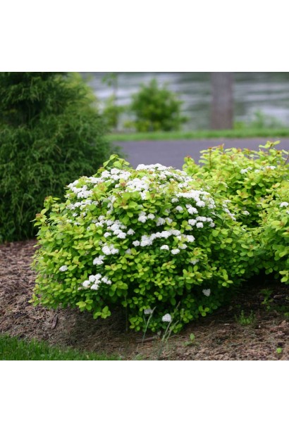 Тор Голд: невибагливий кущ для вашої ділянки.