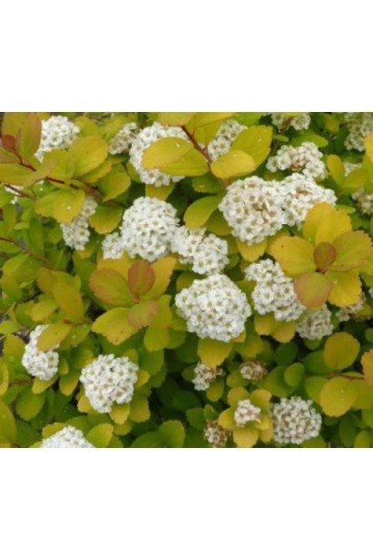 Рясне цвітіння Тор Голд серед літа.