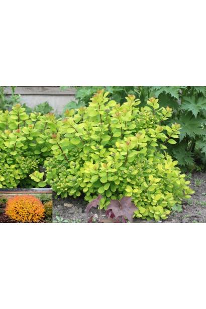 Компактний кущ Тор Голд для саду.