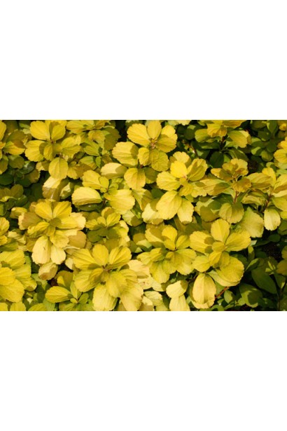 Золотистий акцент у саду — спірея Тор Голд.