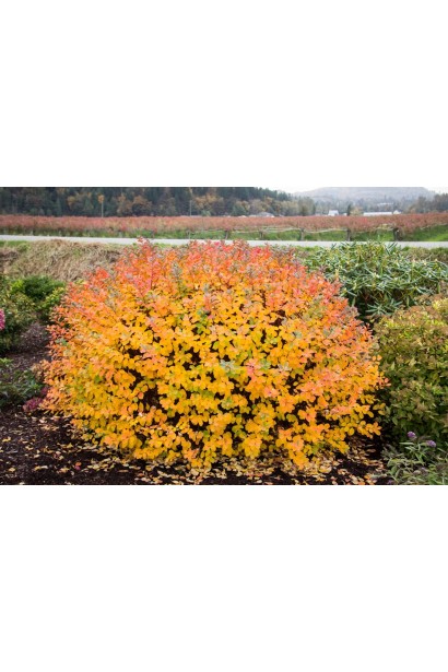 Спірея Тор Голд із золотистим листям.